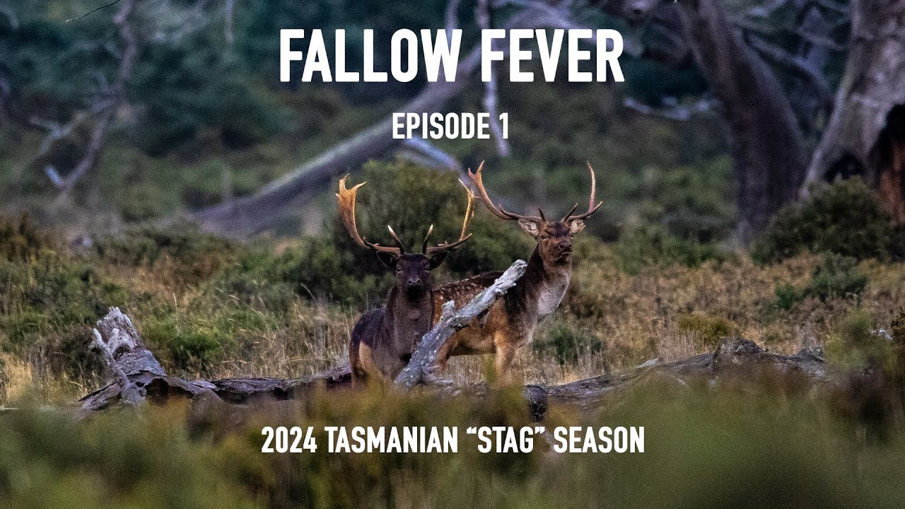 Fallow Fever - Episode 1 (2024 Tasmanian deer season recap)