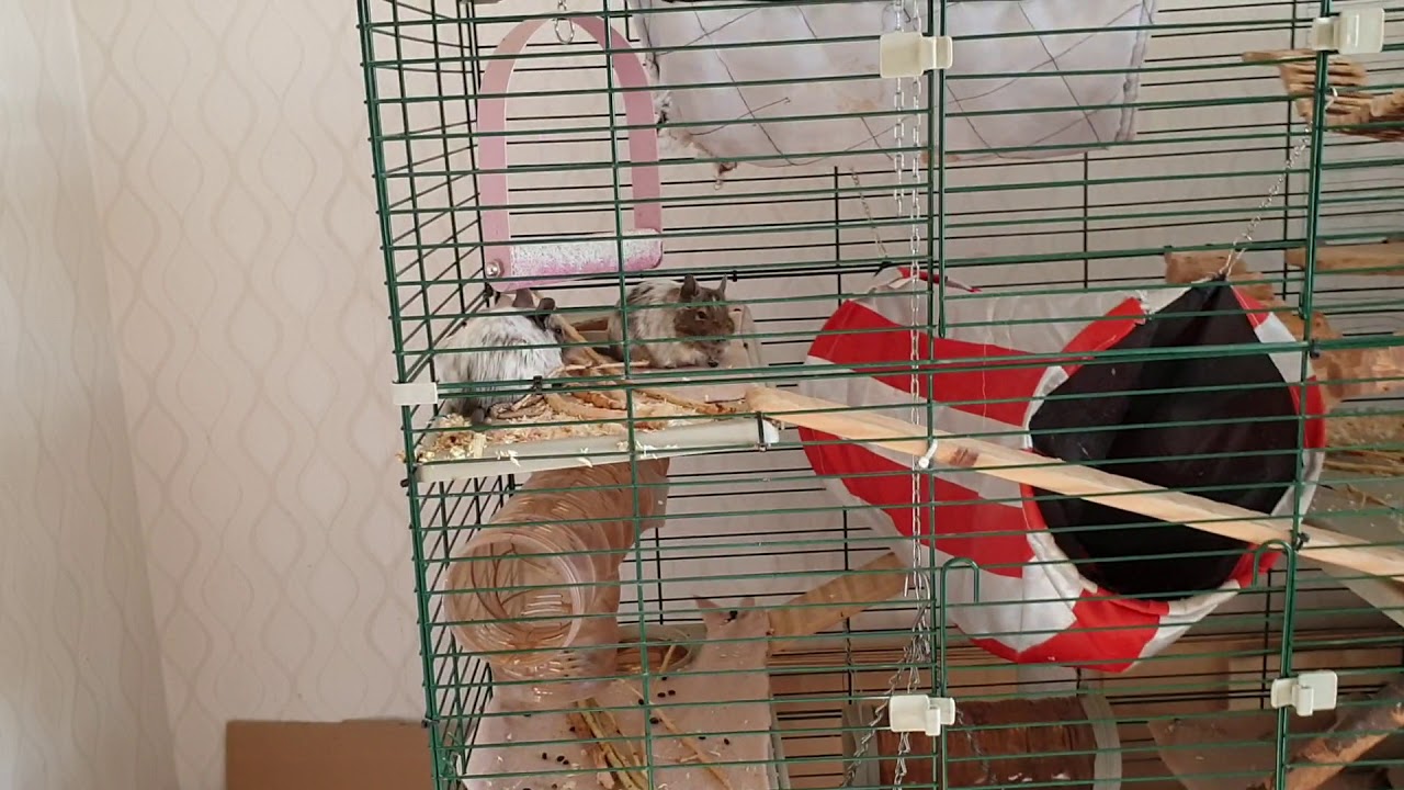 Me trying to sneak up on the degus to see what they're doing