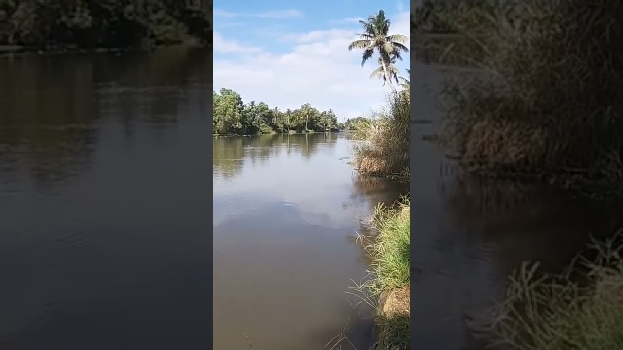 Top water strike #barra #mj #snakehead