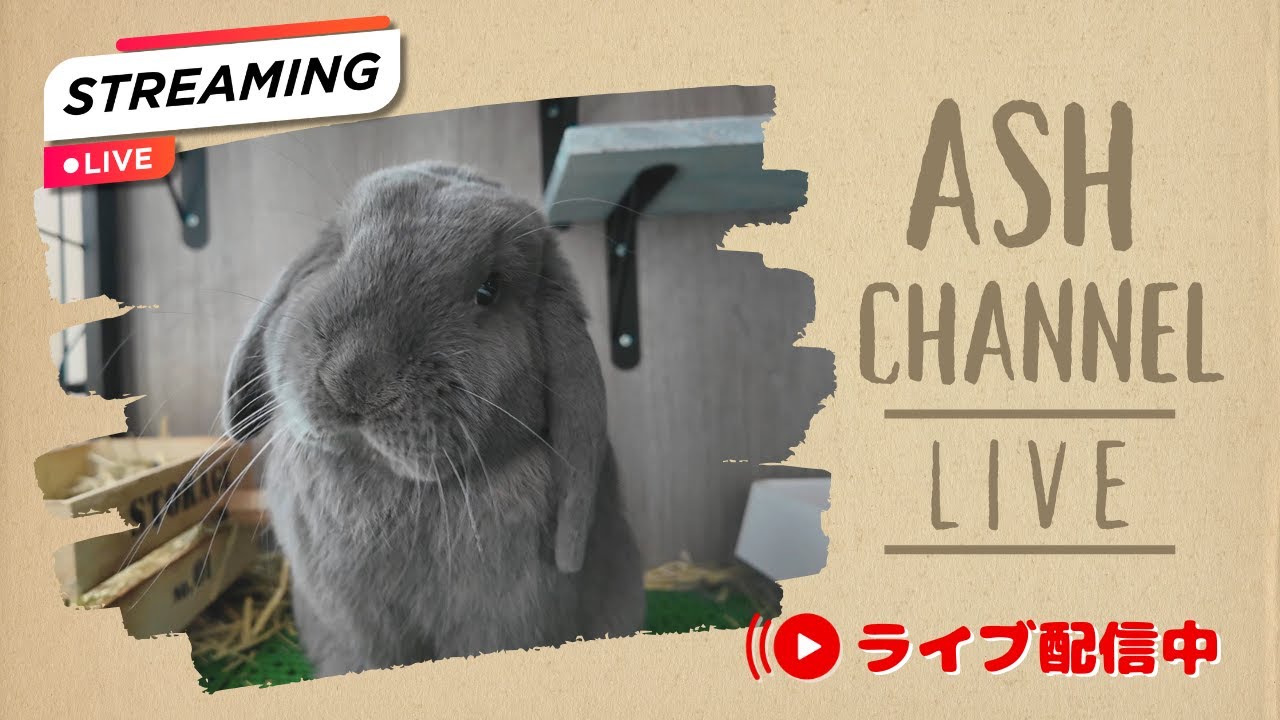 【LIVE】アッシュの日常を配信中◆Life with rabbits・holland lop ASH