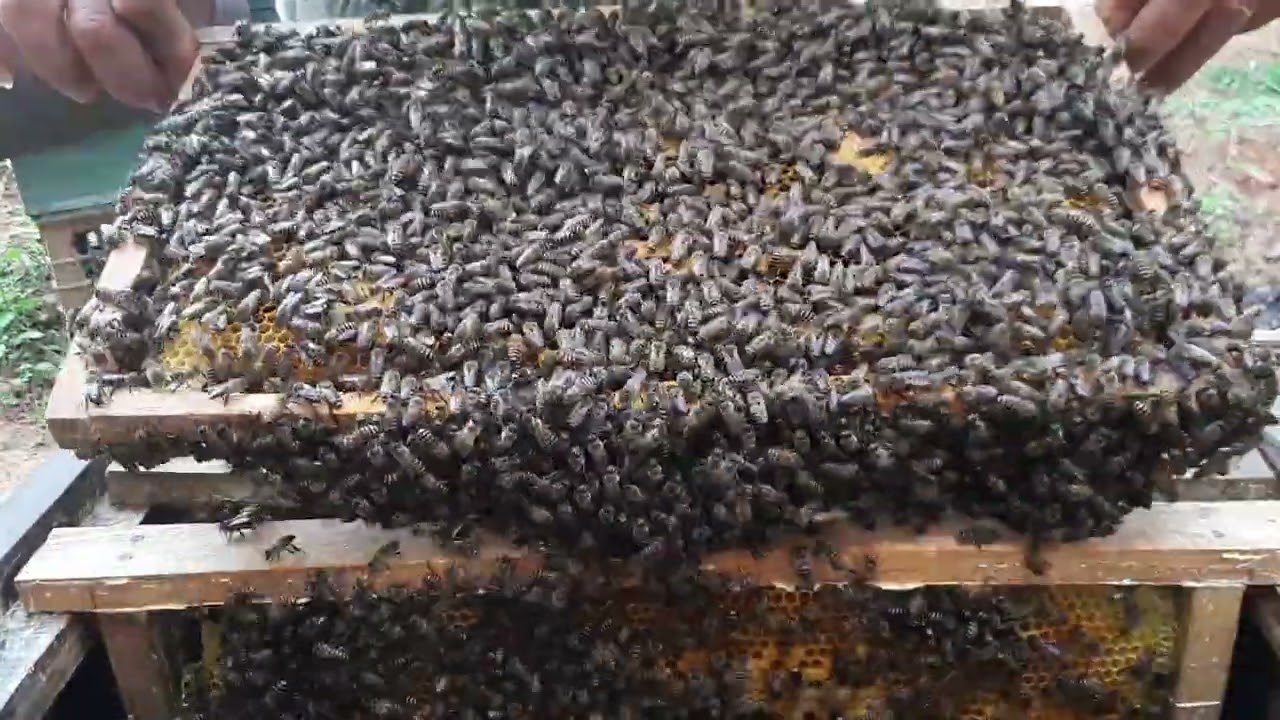 Bees Turn Aggressive During Hive Inspection!