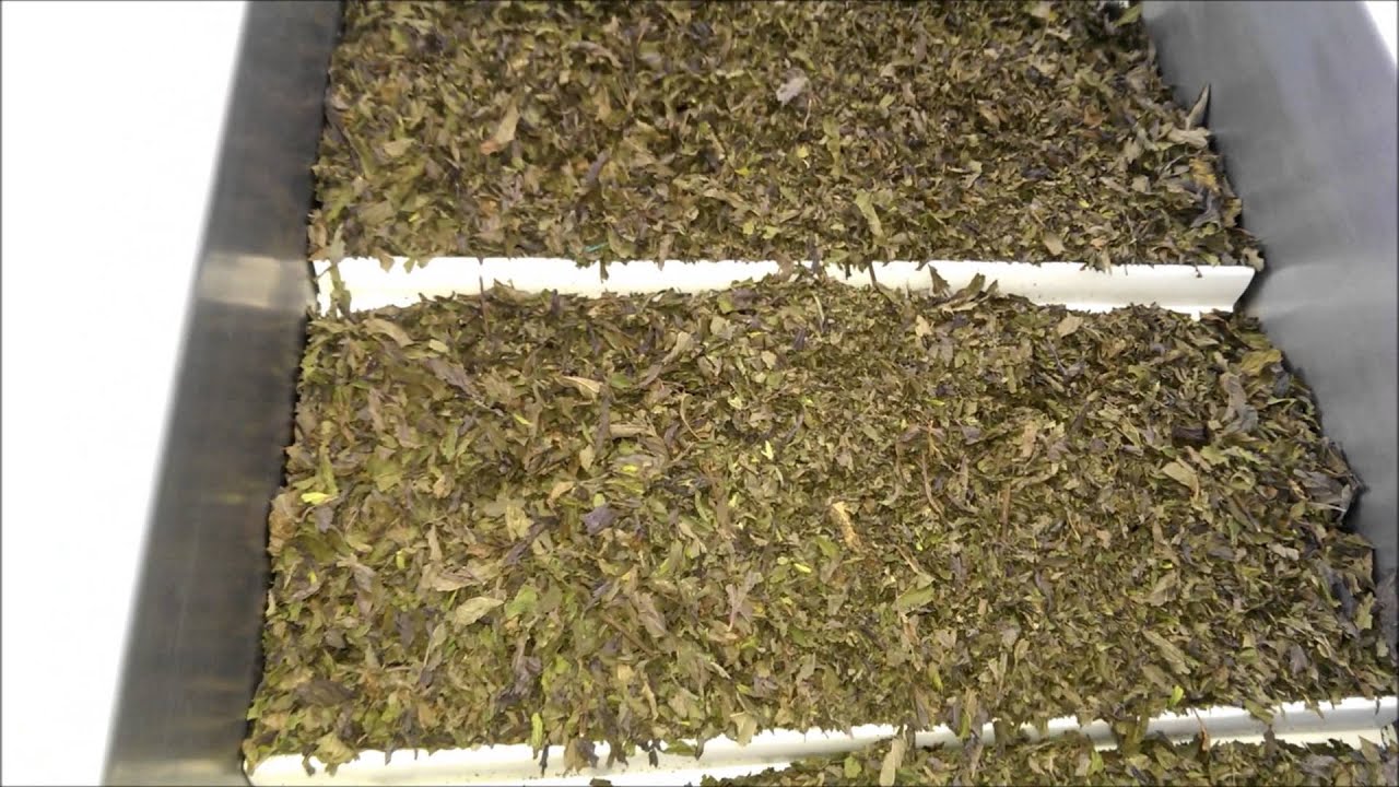 Herbs processing line