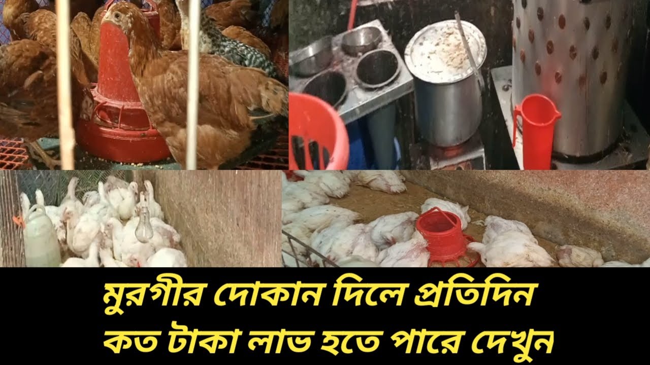 মুরগীর দোকানের ব্যাবসায় কেমন লাভ হয়/প্রতিদিন কতপিচ মুরগী বিক্রি করতে হয় /polti shop bisnes