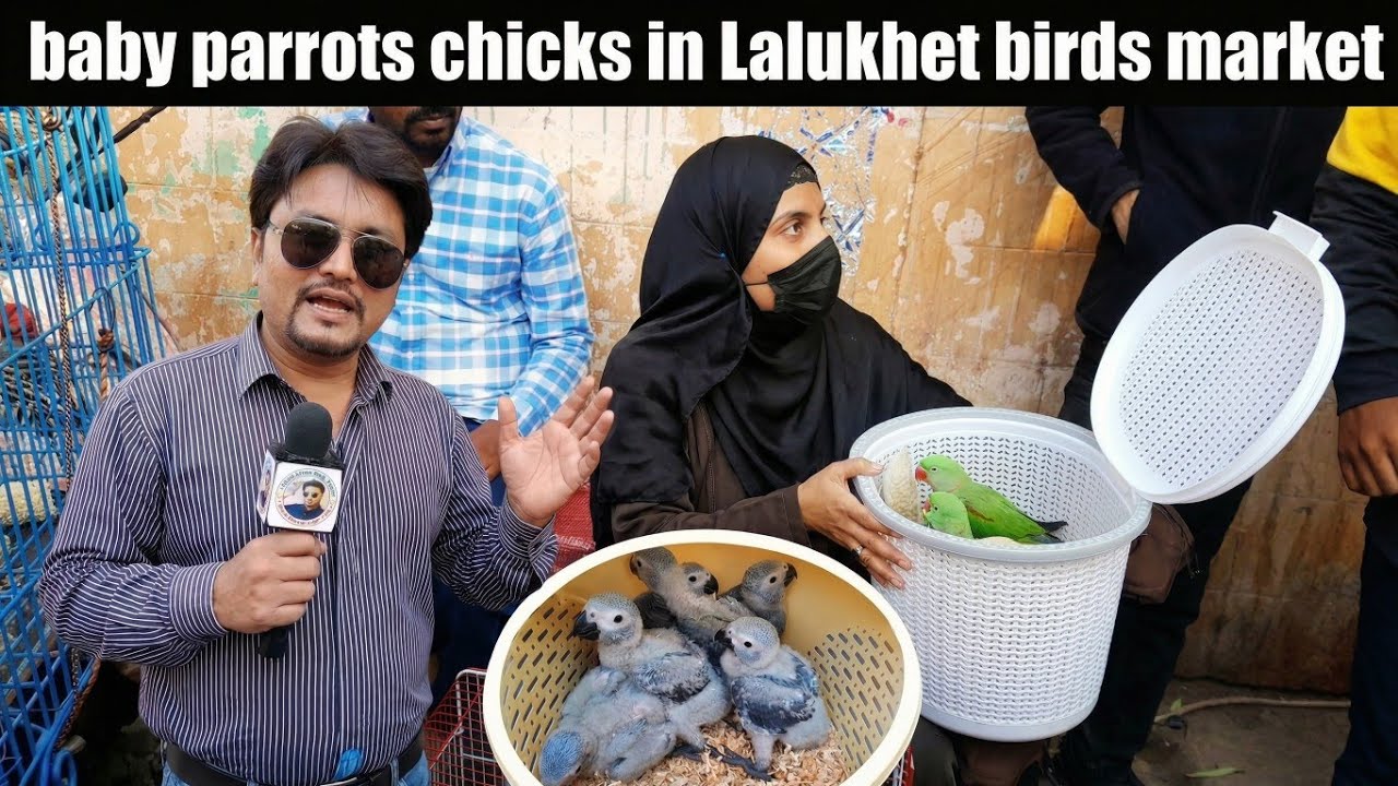 Baby Parrot Chicks in Lalukhet Biggest Birds Market 2025 Reasonable Price