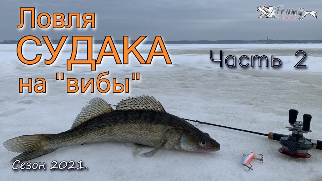 Ловля судака на вибы. Часть 2