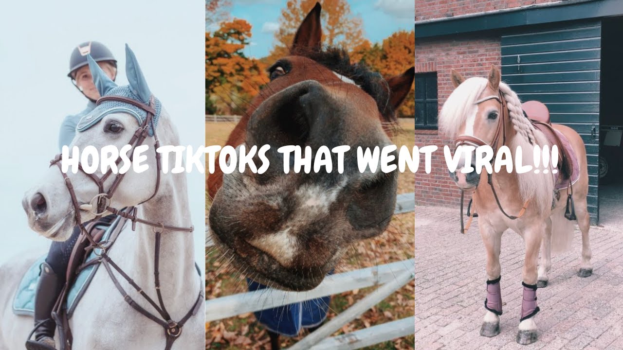 HORSE TIKTOKS THAT WENT VIRAL!!!