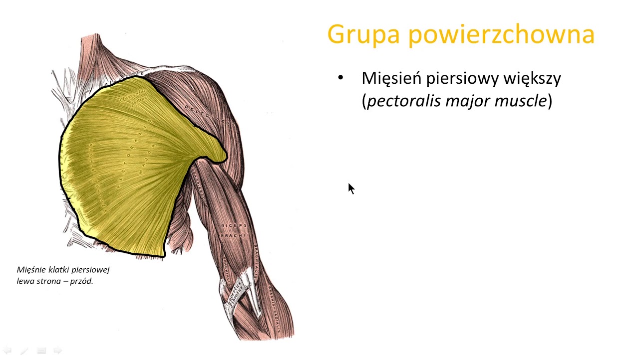 Mięśnie klatki piersiowej (wstęp)