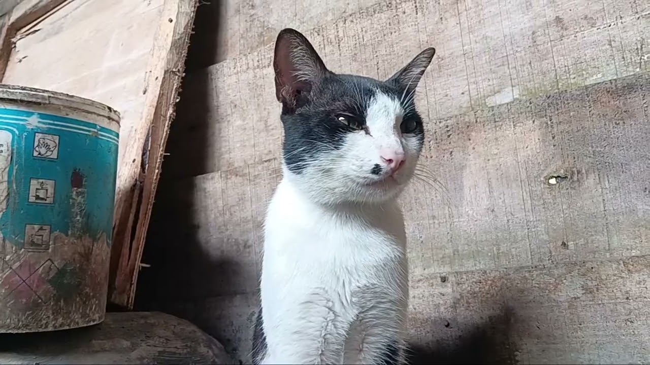 Kucing cats lagi santai - kucing jawa hitam putih 