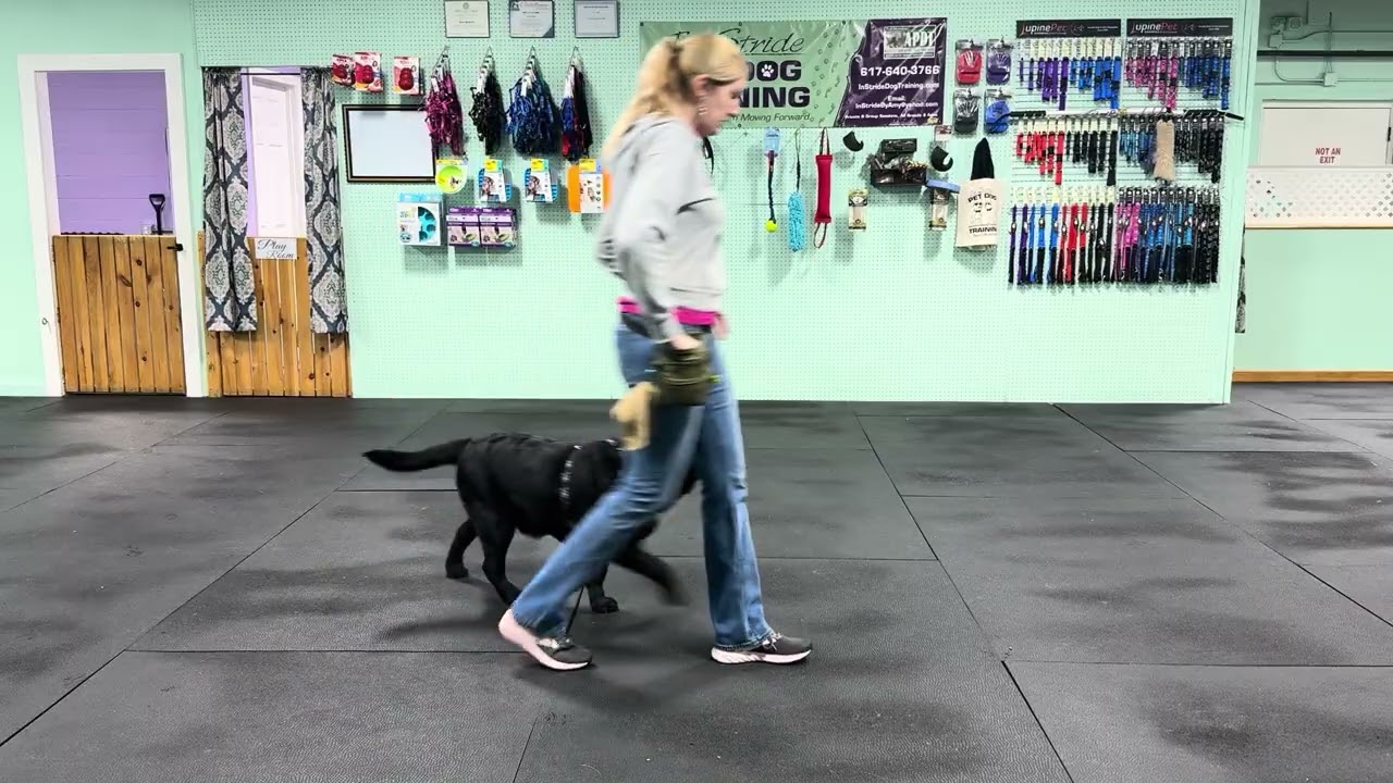 Bodie - (Part 1) Loose Leash Walking Practice, Info & Tips for Success.