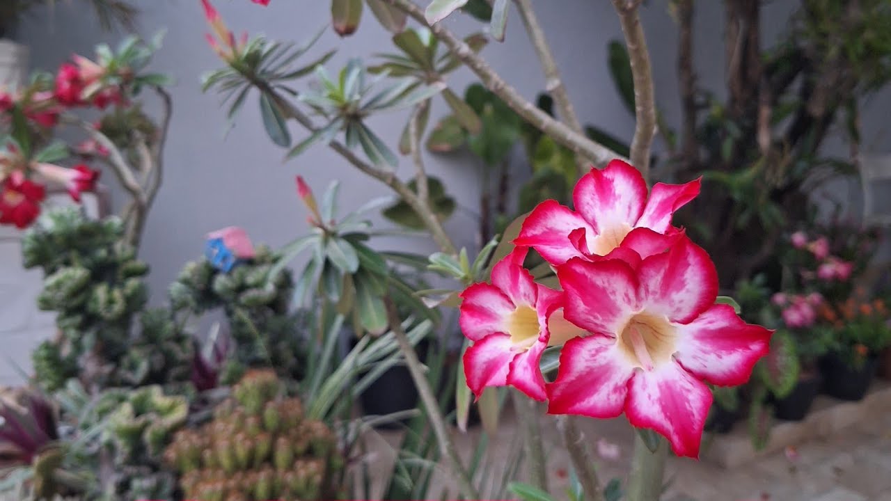 Passeando no meu Jardim e mostrando uma nova Flor que abriu. #jardim #jardin #flores #jardinagem 