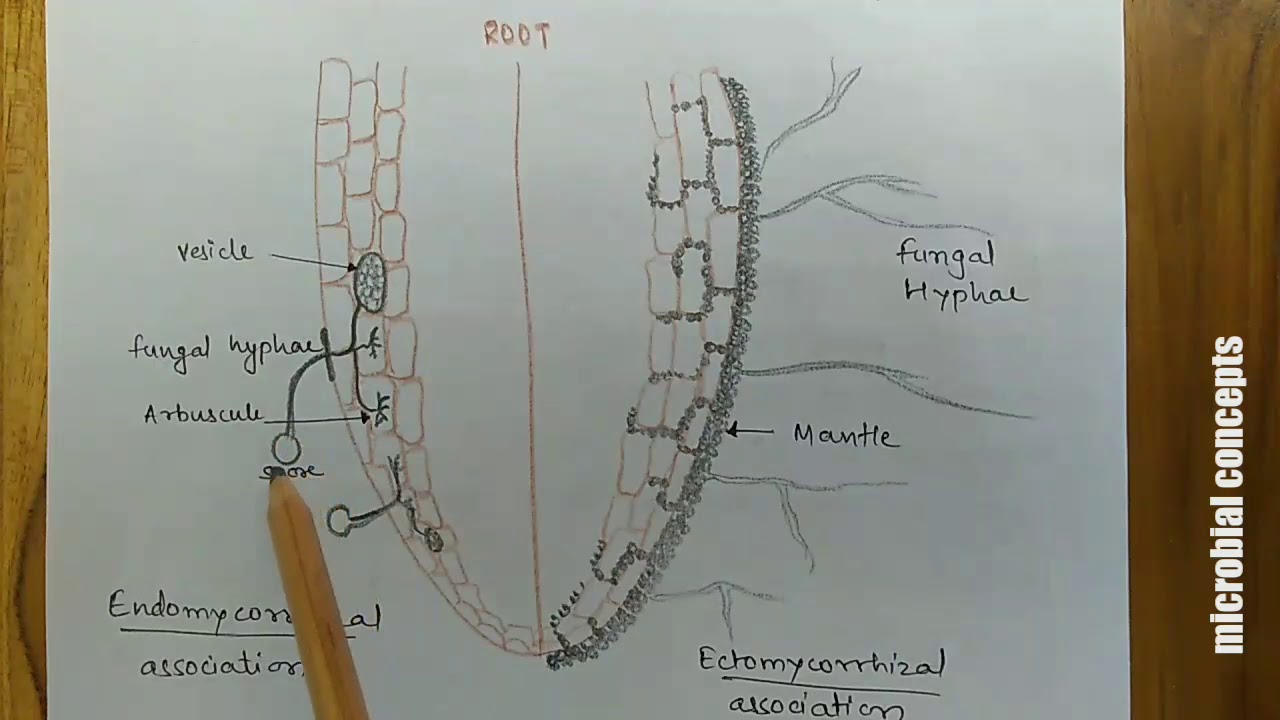 Mycorrhiza #VAM #ectomycorrhiza #endomycorrhiza