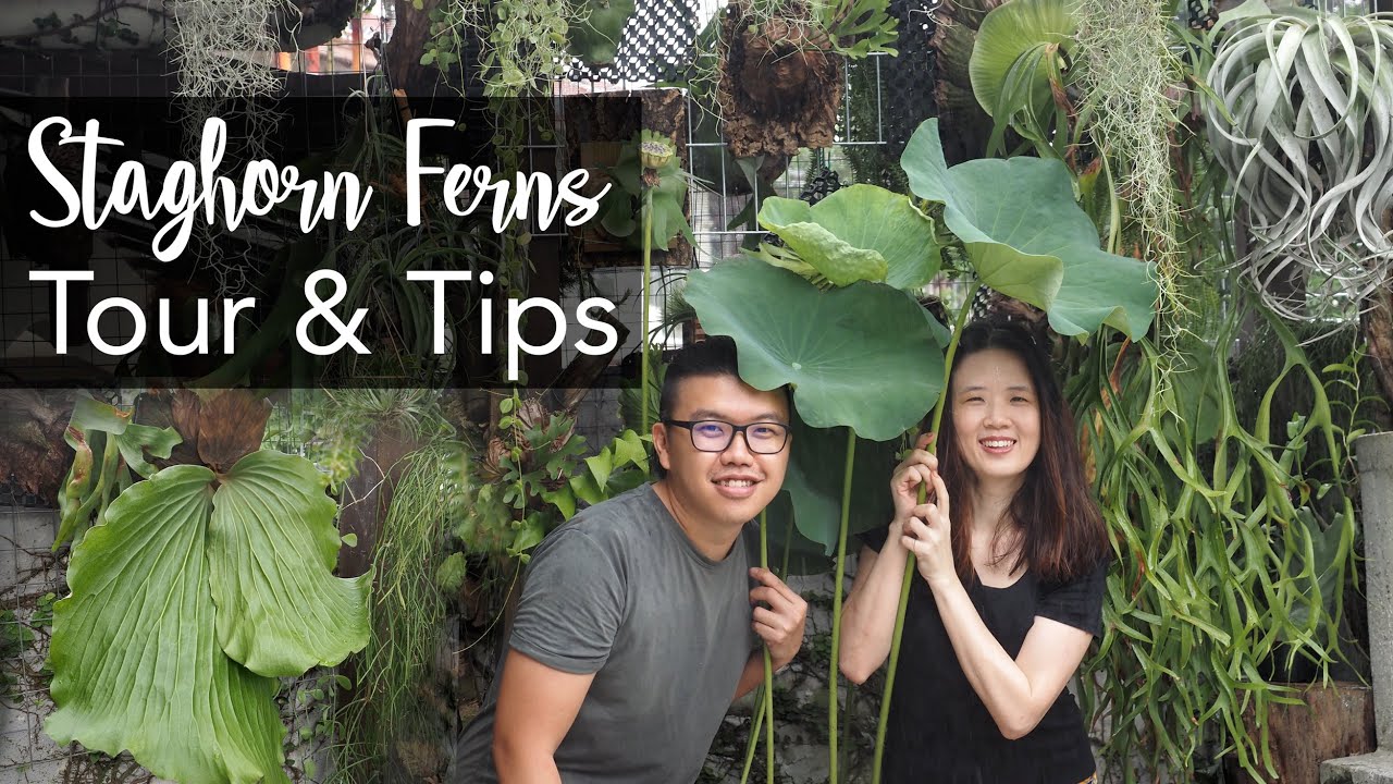 Platycerium (Staghorn Fern) Tour & 15 Tips with Mini Tropical Garden Makeover