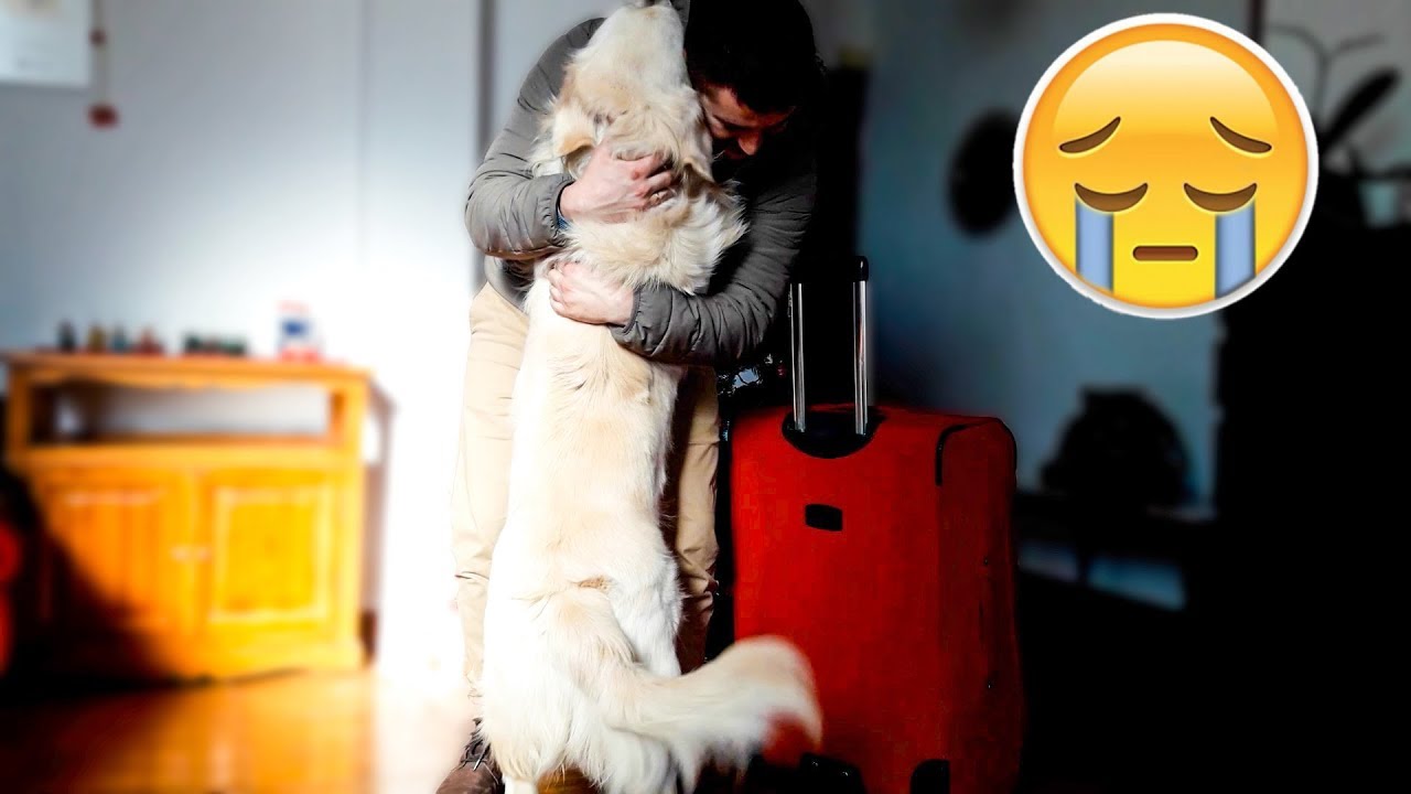 Golden Retriever Welcomes His Owners Home After A Long Time