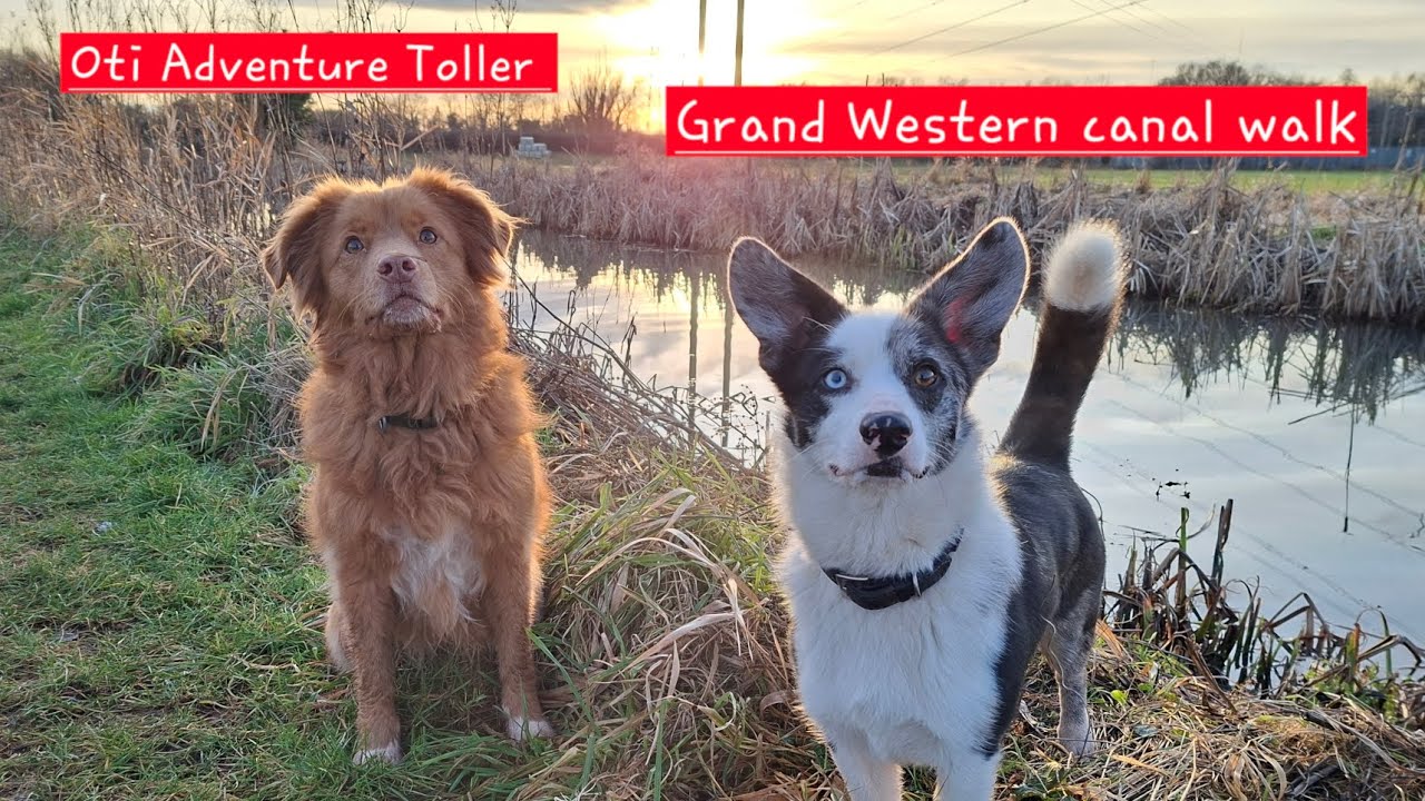 Grand Western canal - the water was frozen!