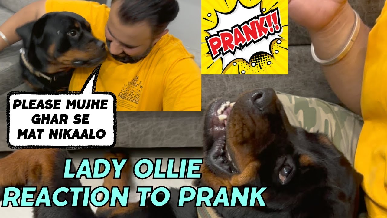 Hilarious Prank on Our Rottweiler Lady Ollie: Humne Lady Ollie Ko Ghar Se Nikaalne Ki Di Dhamki