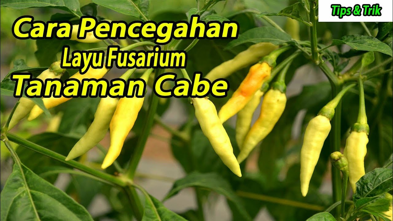 Cara pencegahan layu fusarium pada tanaman cabe