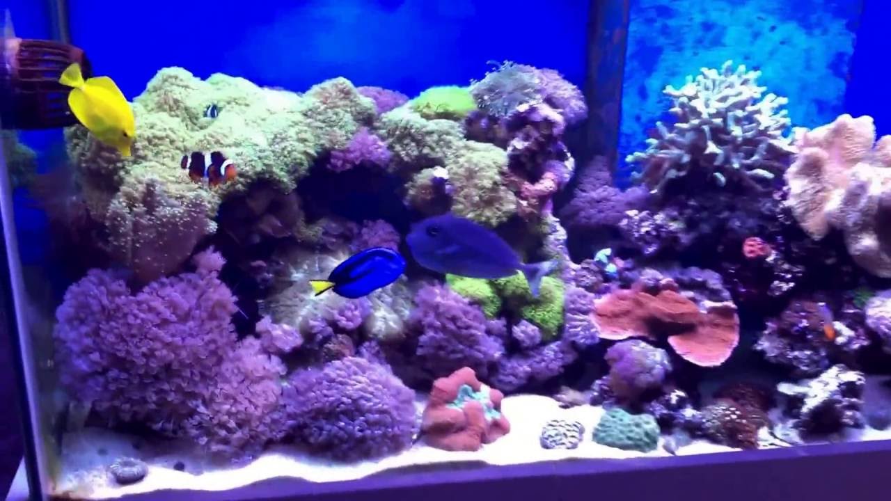 Reef tank update 2016 5ft custom tank mixed reef .... Baby clown eggs