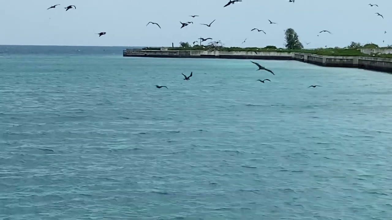 Brown Noddys Feeding/Drinking over the Lagoon at Johnston Atoll