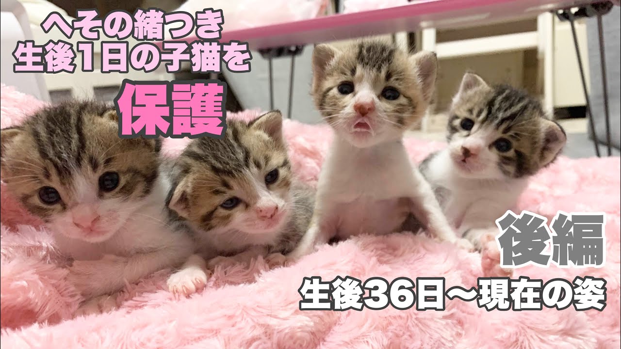 【後編】へその緒つき生後1日の子猫4匹を保護　生後36日〜現在の姿まで【ハナサクモグレン成長記録　総集編】Kittens in their current form from 36 days old
