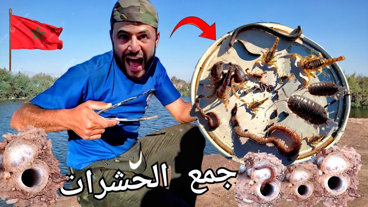 رحلة جمع الحشرات والتعرف على أسمائها المضحكة والغريبة 🇲🇦