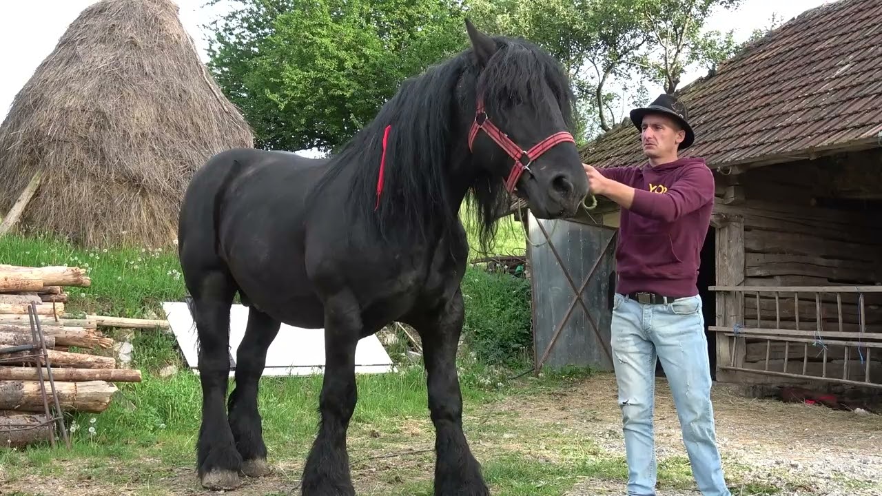 Caii lui Florin de la Ponoara, Bihor - 2024 Nou!!!
