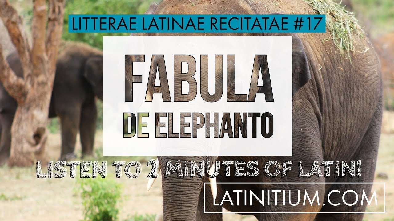 The story about the shrewd elephant | Latin Texts 17 | Learn Latin | #42