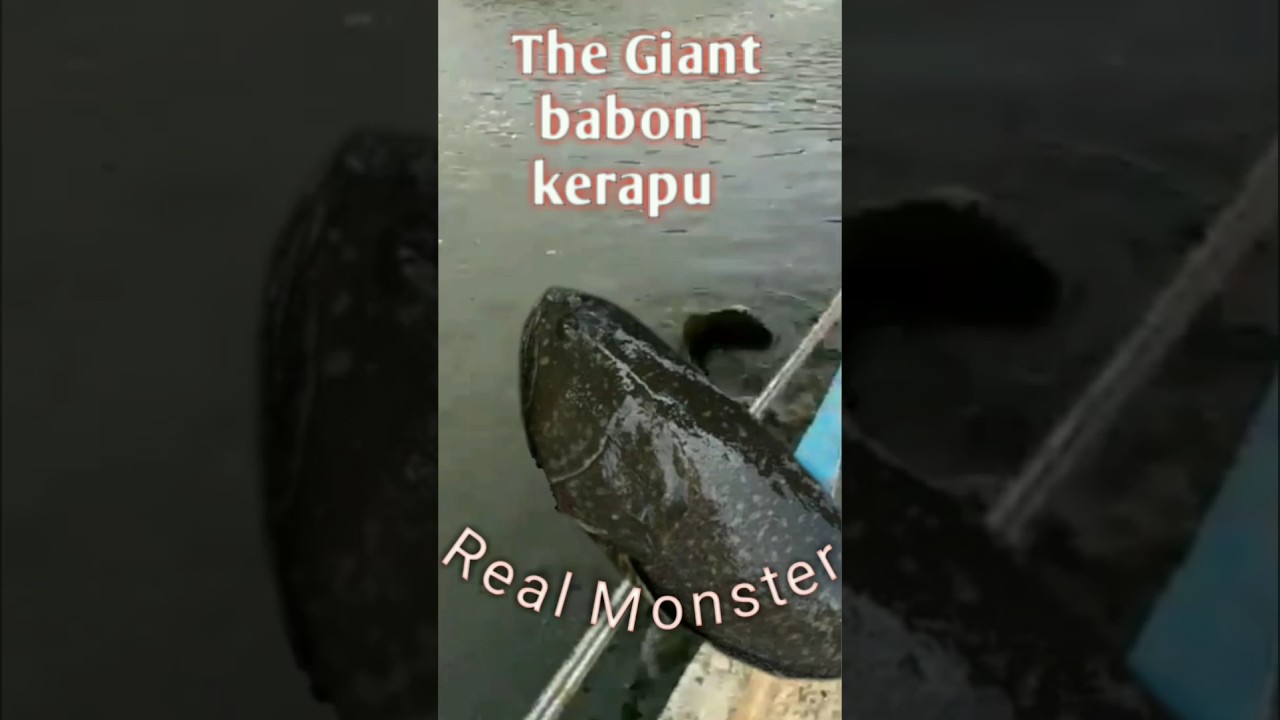 strike kerapu babon real monster#mancing #pemancingkolam #trending #viral #kerapubabon#shortvideo