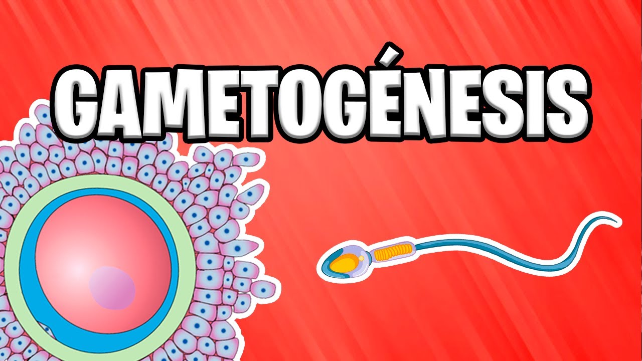 ✅ GAMETOG&Eacute;NESIS &iquest;Como se forman las gametas?  | EMBRIOLOG&Iacute;A 📚