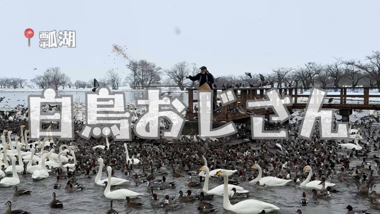 【新潟県】瓢湖🦢白鳥おじさんの餌やり【野鳥】