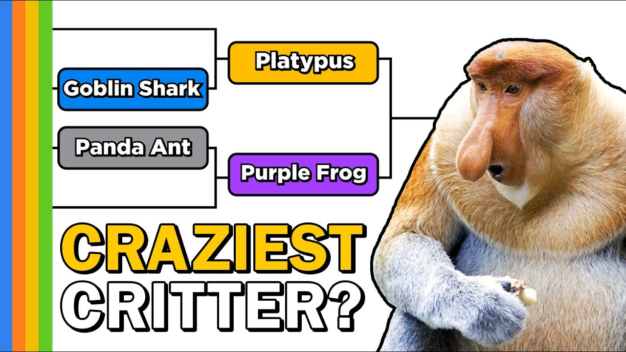 Crazy Critters Bracket