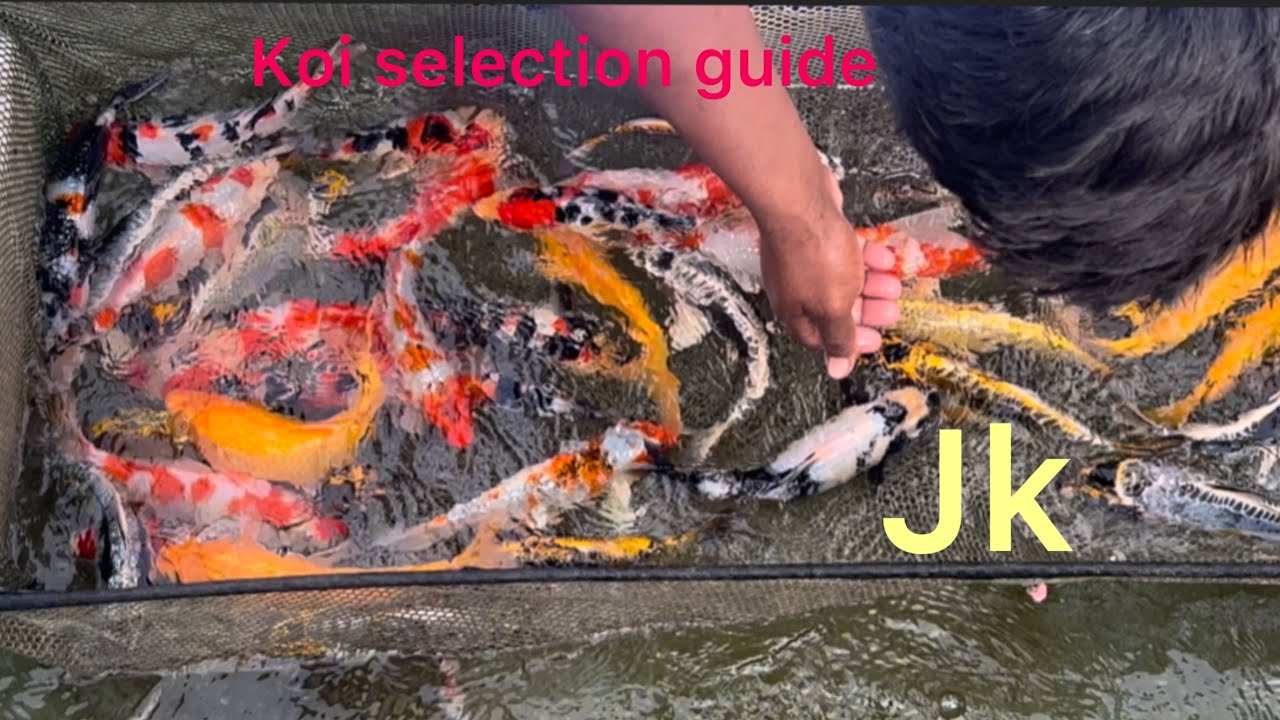 Koi fish for sale || koi fish farming in India || koi fish starting 150rs range
