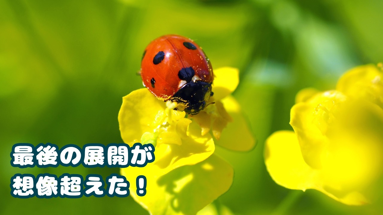 【任務完了】アブラムシ退治の英雄てんとう虫→ラストの行動がこちら🐞🌿💨✨