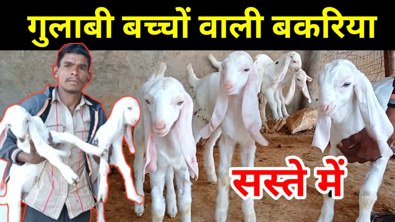गुलाबी बच्चों वाली गुलाबी बकरिया सस्ते में | Quailty gulabi goat | Gulabi bakri palan |