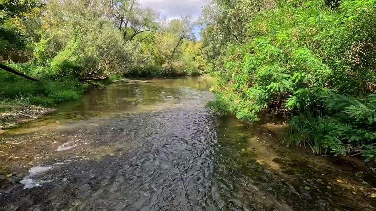 Beli Timok pecanje klena