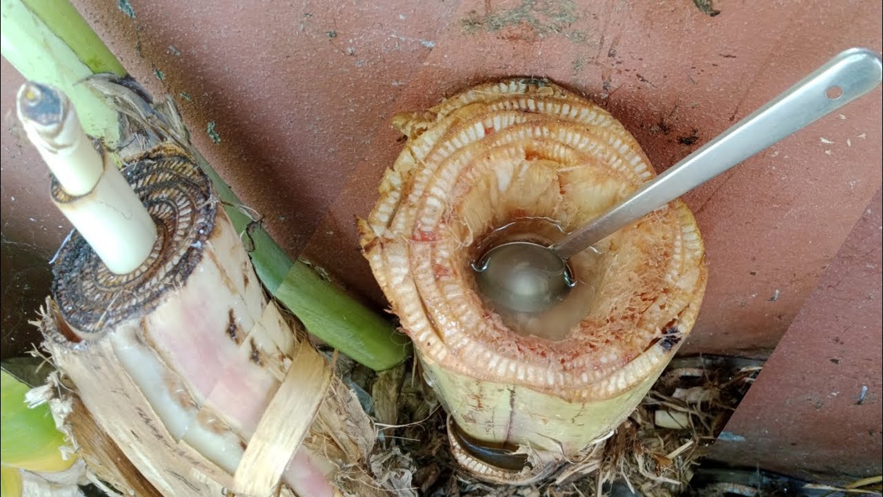 கிட்னி கல்லை கரைக்கும் வாழைத்தண்டு ஜூஸ் இலவசம் 
