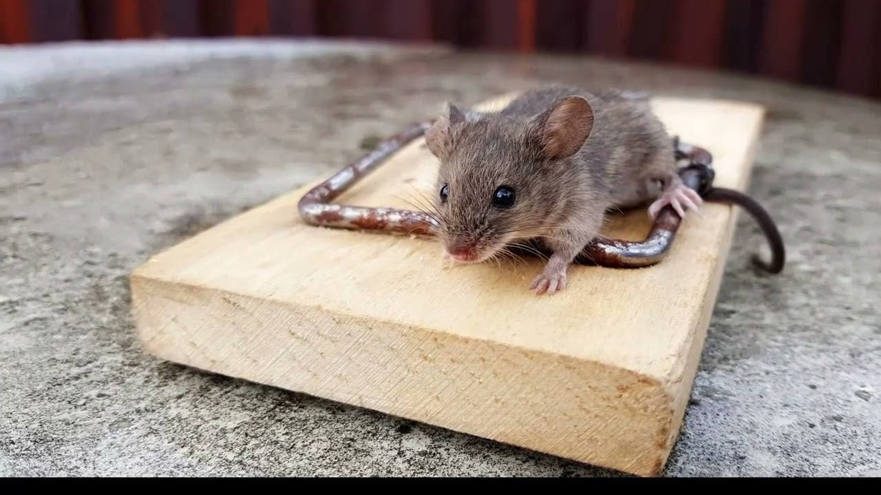 How to Keep Animals and Pests Out of Your Shed