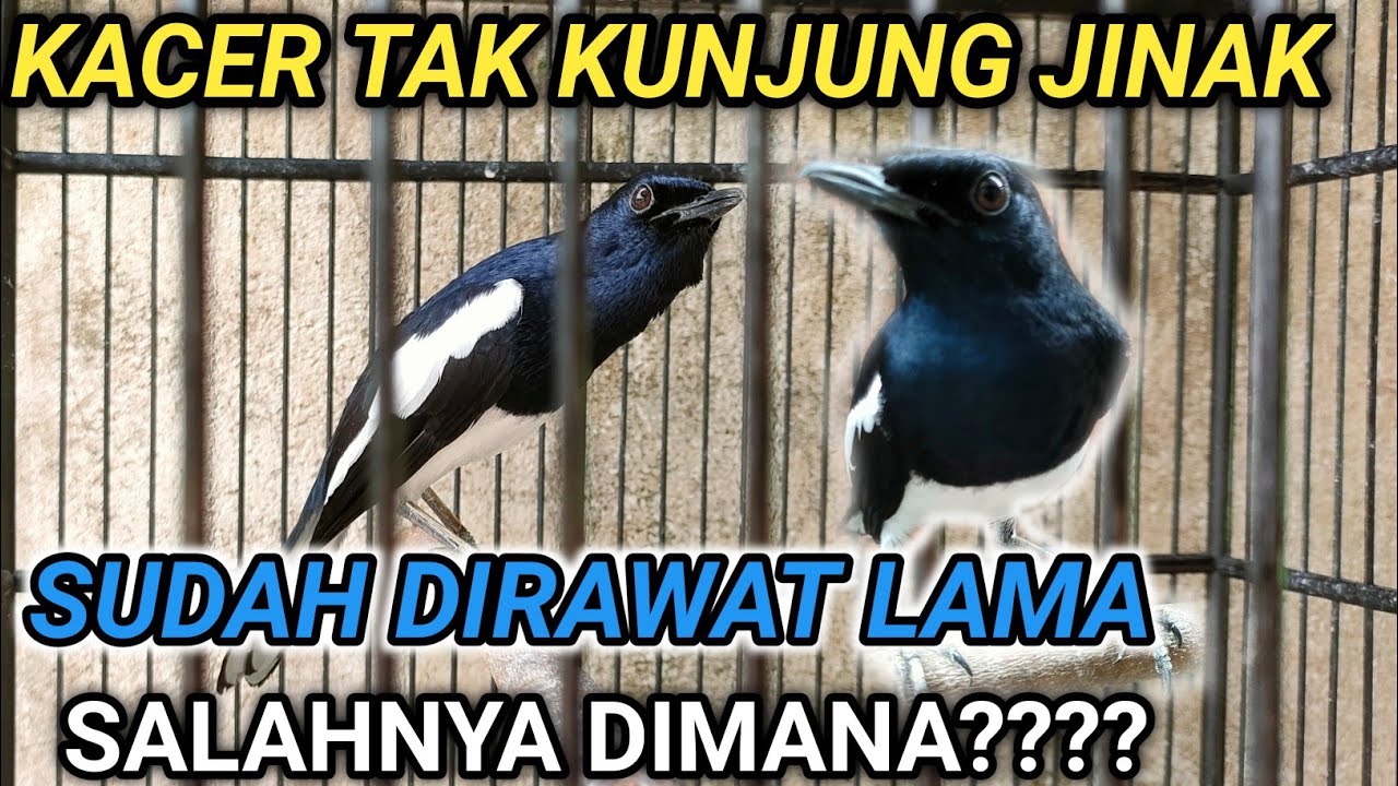 KACER GIRAS SUDAH DIRAWAT LAMA KACER TAK KUNJUNG JINAK | DR KACER NEW