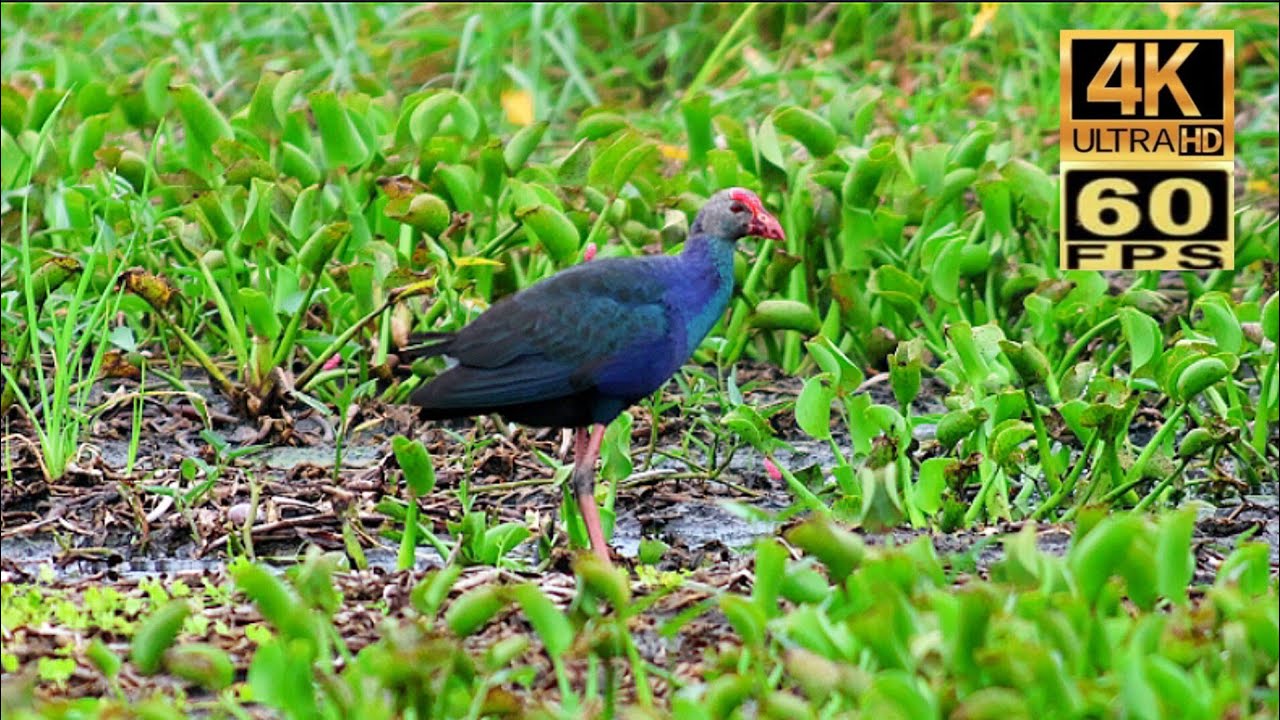 4K60 香港稀有過境遷徙雀鳥 : 紫水雞 Rare Transit Migrant Birds in Hong Kong : Western swamphen ハイガシラセイケイ