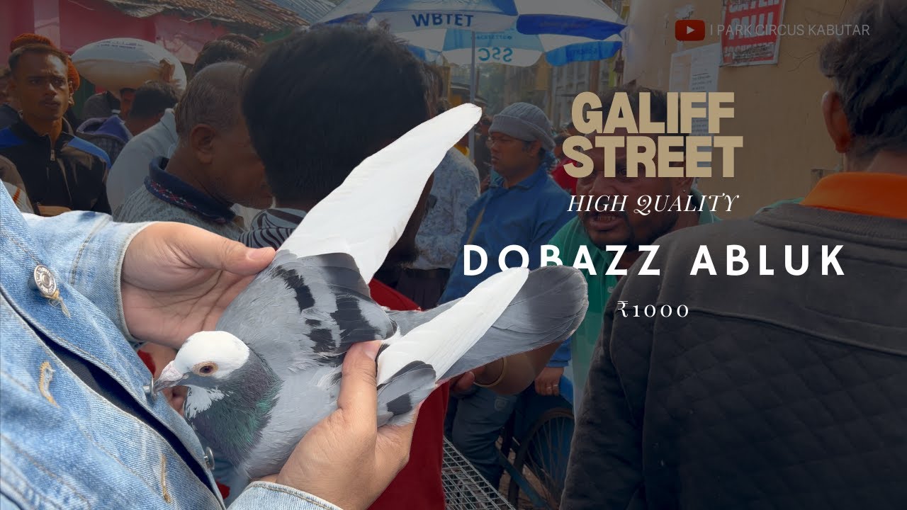 Discover Kolkata's Unique Pigeon Market on GaliFF Street!