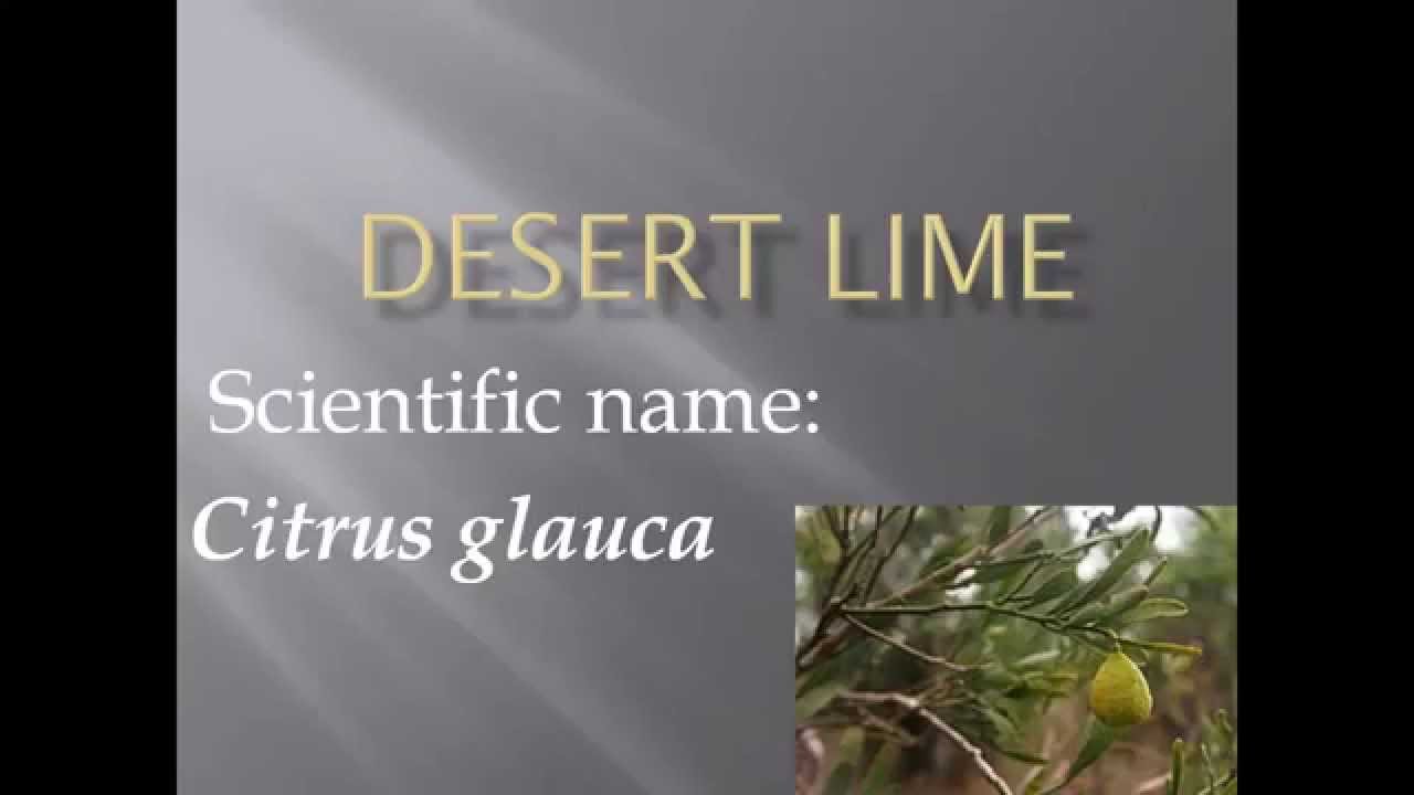 Pronunciation, Picture and Scientific name of fruit DESERT LIME