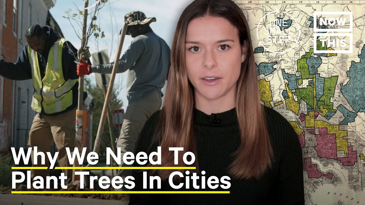 How Systemic Racism Linked to Fewer Trees in Your City | One Small Step