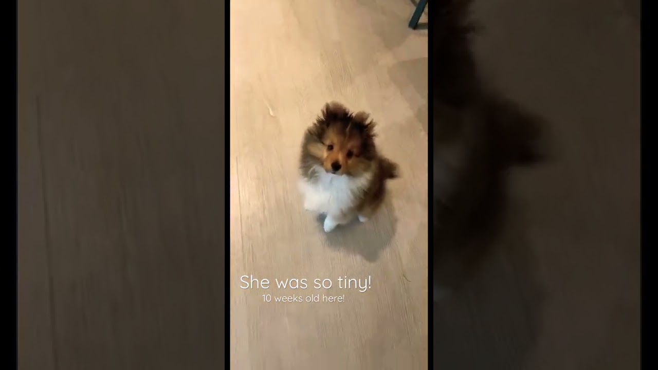 Cute sheltie puppy | Belle at 10 weeks old #youtubeshorts