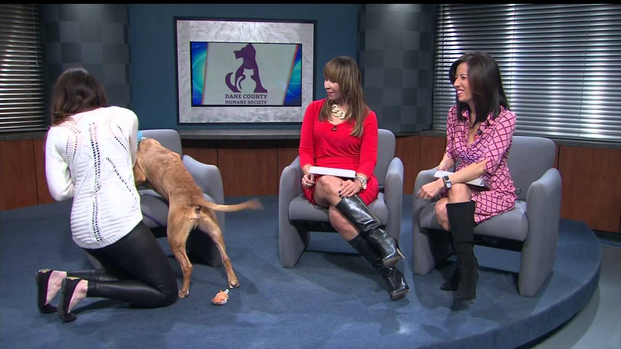 Pet of the Week: Herman