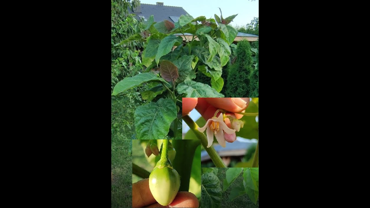 Pomidor Drzewiasty Tamarillo jak ja uprawiam :)