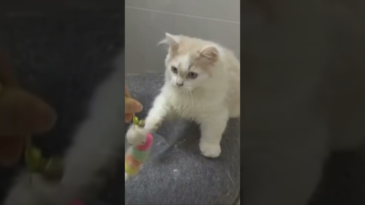 Cat 😻|  A Day for Cat Star People 