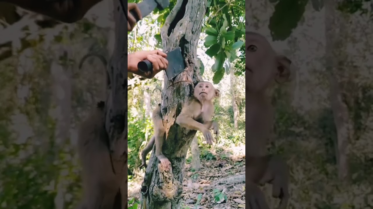 A man rescue a baby monkey stuck in tree 😨#babymonkey #monkey #monkeyvsman #manrescuemonkey