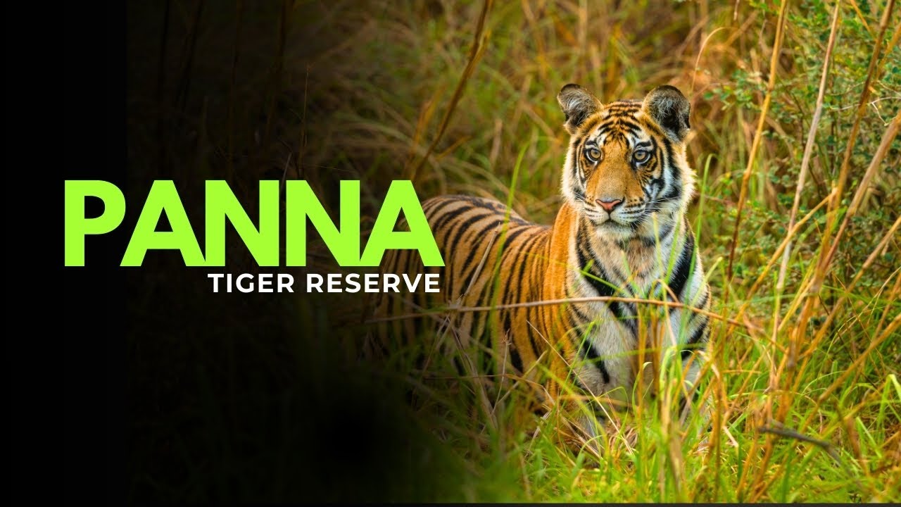 Panna Tiger Reserve Safari | Hinota Gate | Tiger, Wildlife & Jungle Experience in MP I हिन्दी I