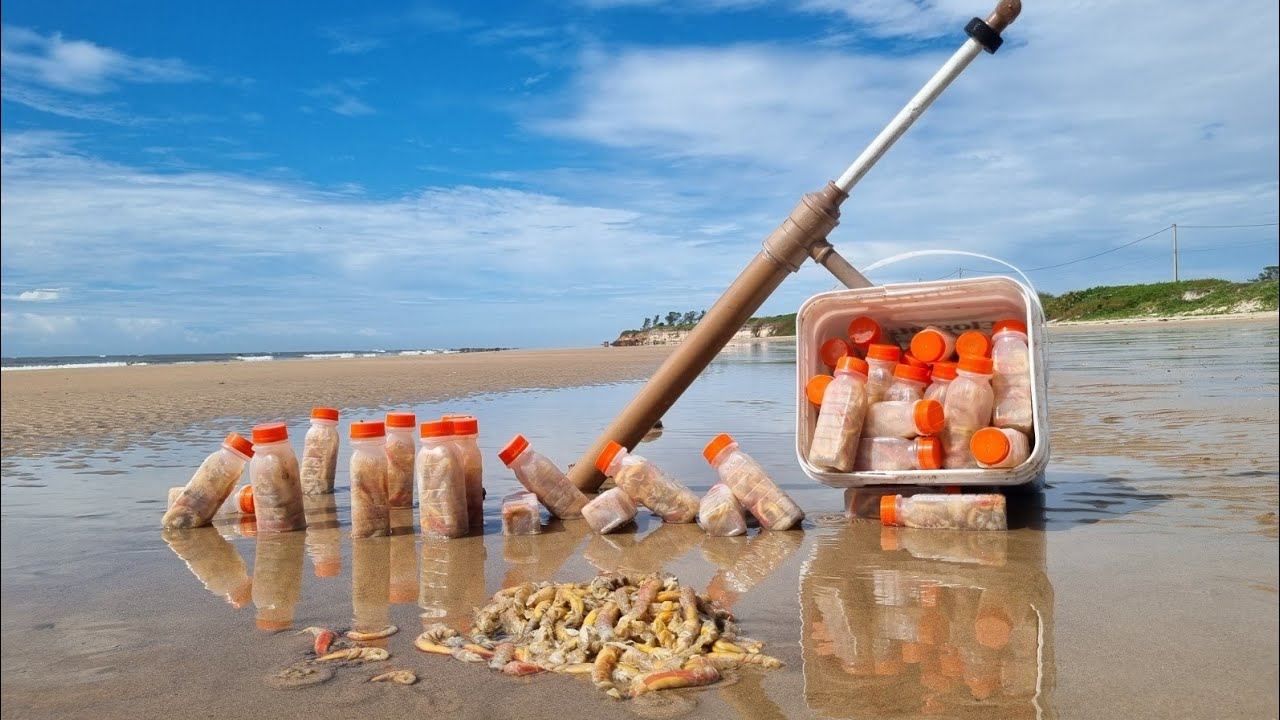 CORRUPTO, como pegar e ARMAZENAR a melhor ISCA NATURAL do MUNDO para PESCA de PRAIA e COST&Atilde;O!!!