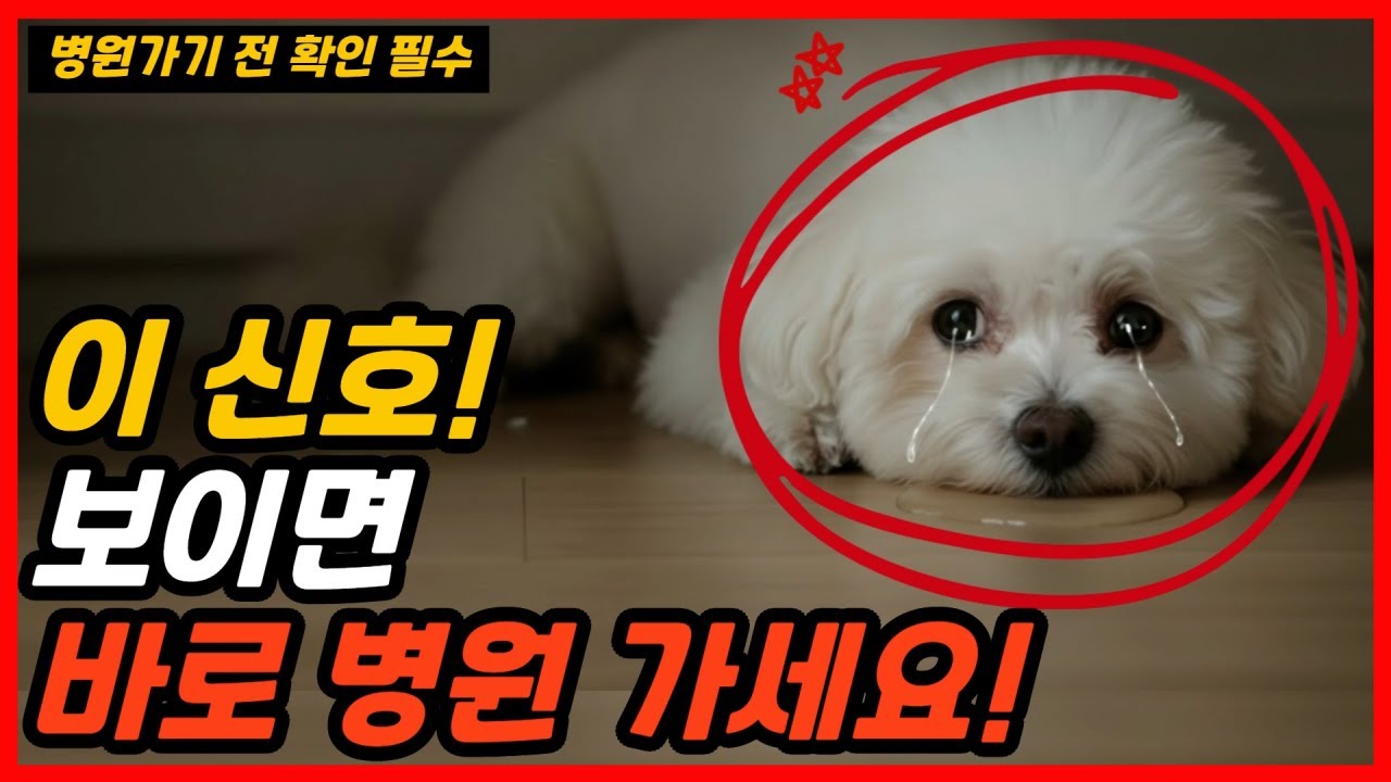 강아지가 아플 때, 가장 먼저 나타나는 이상 신호 !ㅣ많은 보호자들이 그냥 넘기는 강아지의 아픔 신호!