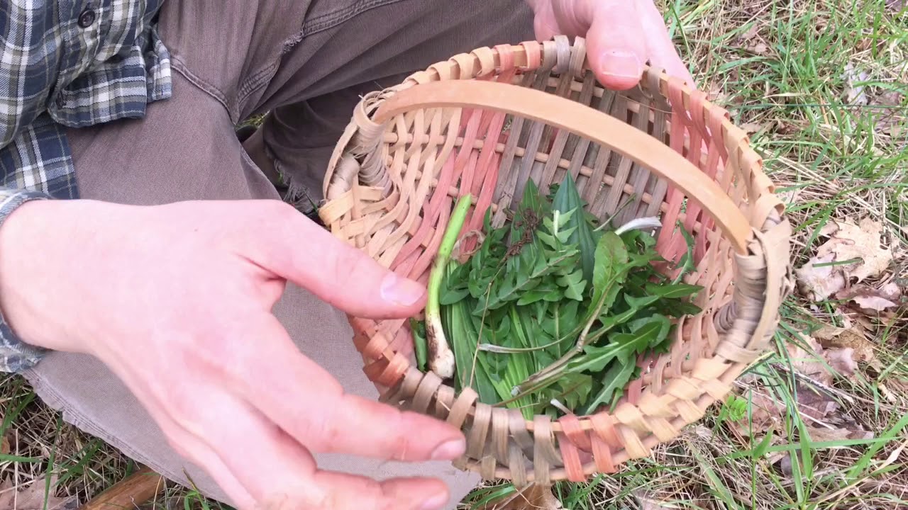 Early Season Wild Edibles of Tennessee